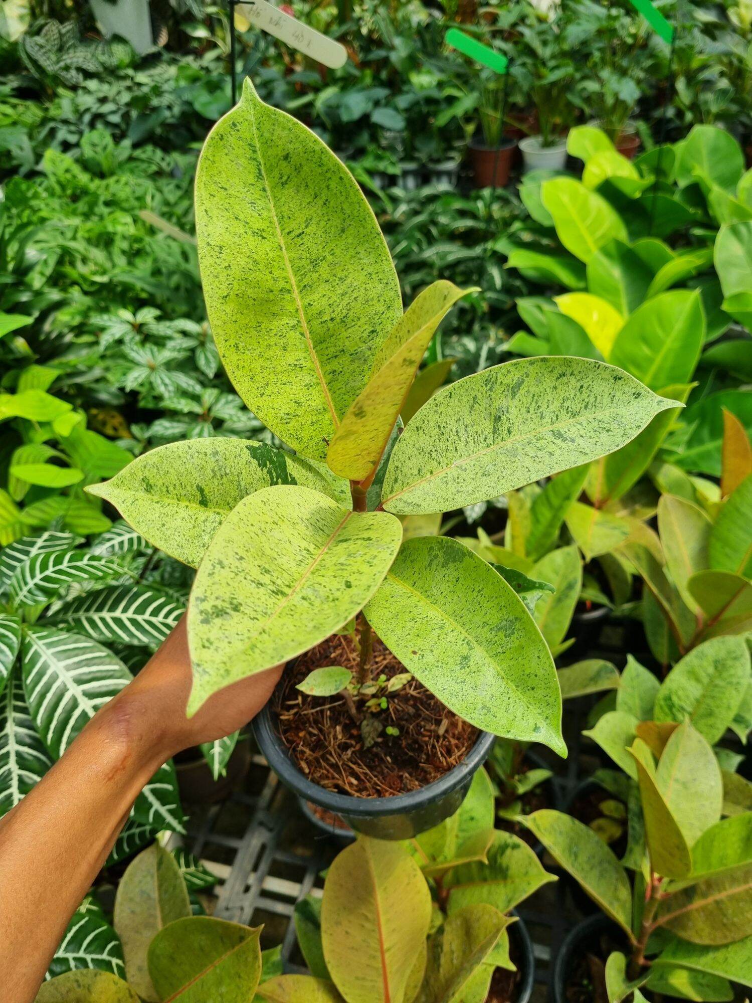 ficus elastica shivereana - Đa shivereana