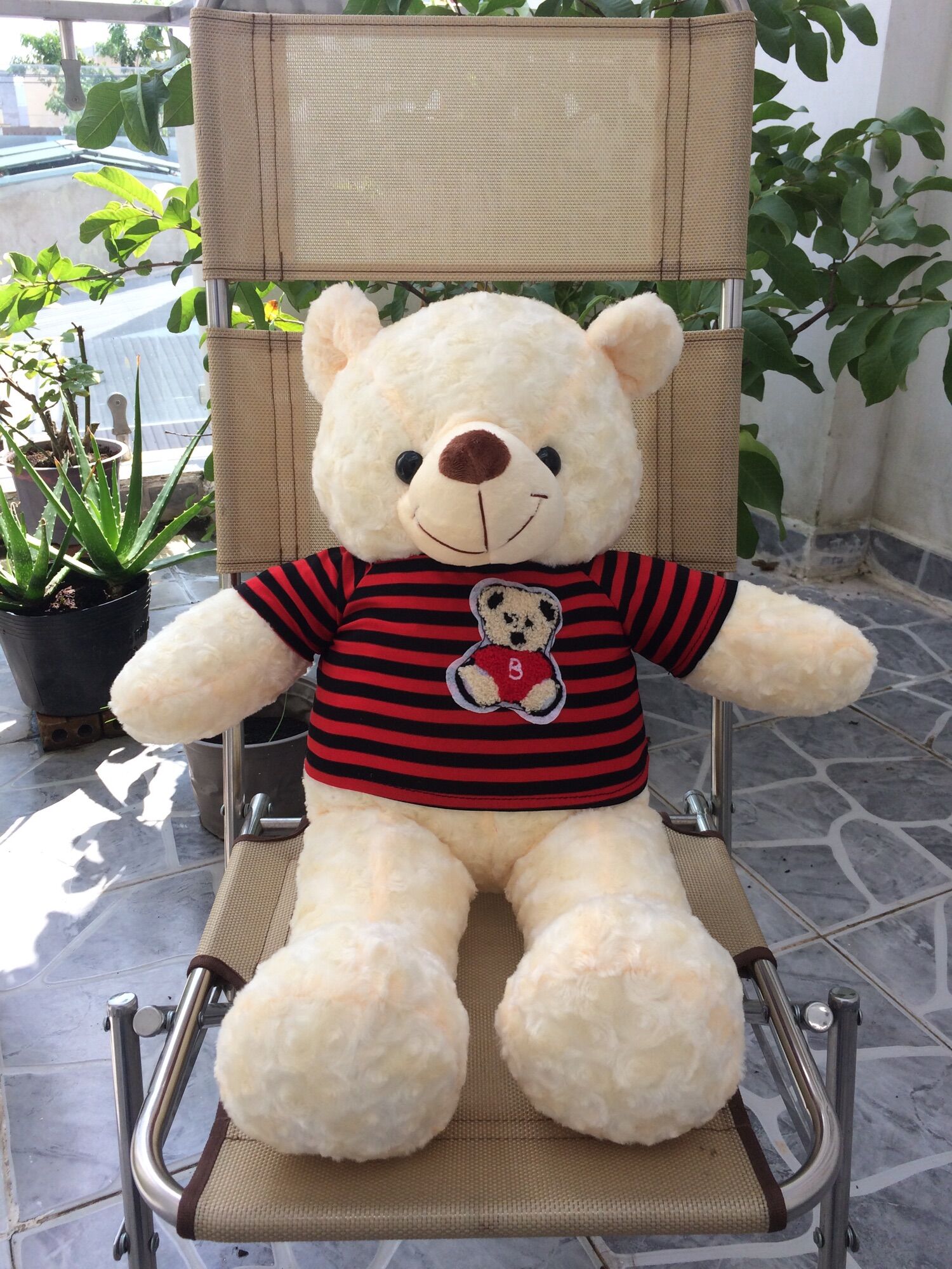 [HCM]Gấu bông Teddy khổ vải 80cm màu Kem