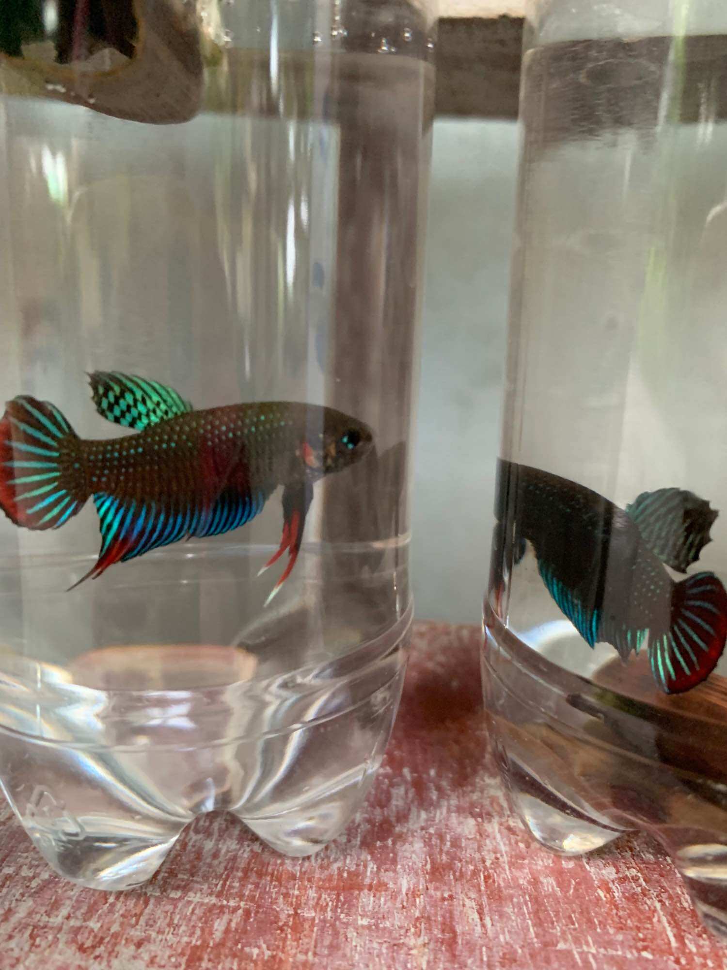 Lia thia đồng trống 20k