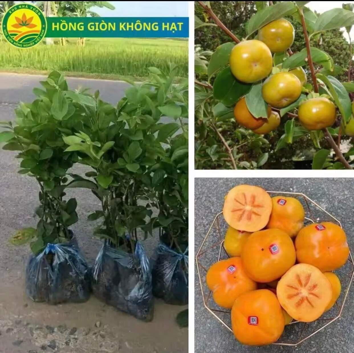 Cây giống Hồng vuông nhật không hạt, hồng giòn, không không ngâm