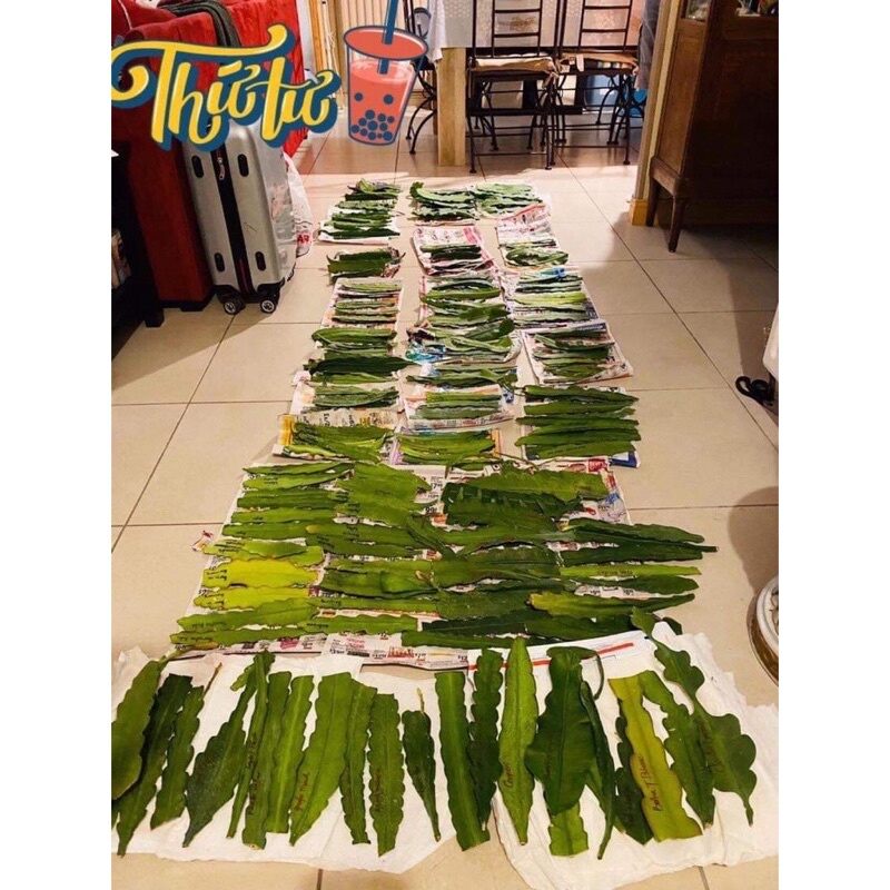 hoa đại Nhật Quỳnh Một combo