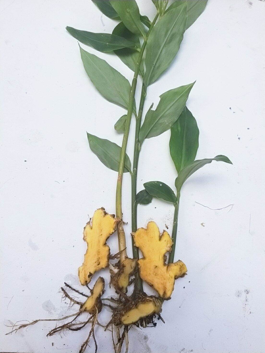 củ gừng gió tươi 1kg