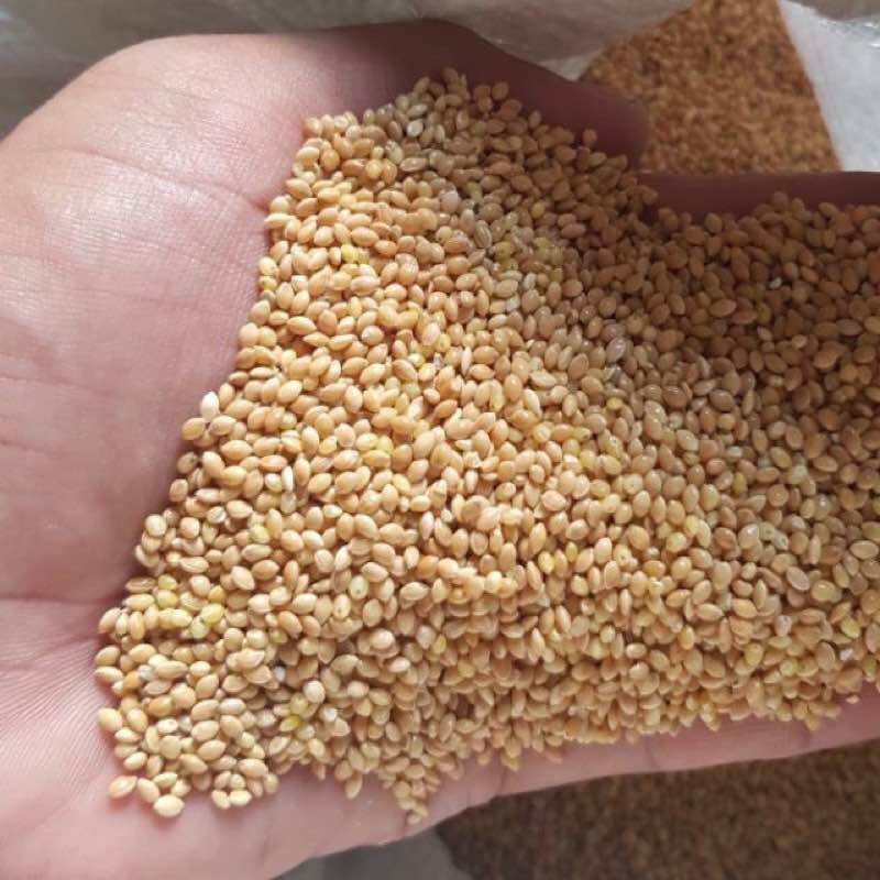 500gr kê hạt vàng cho chim cu gáy,yến hót,bạc má,chim sẻ,thức ăn cho chim