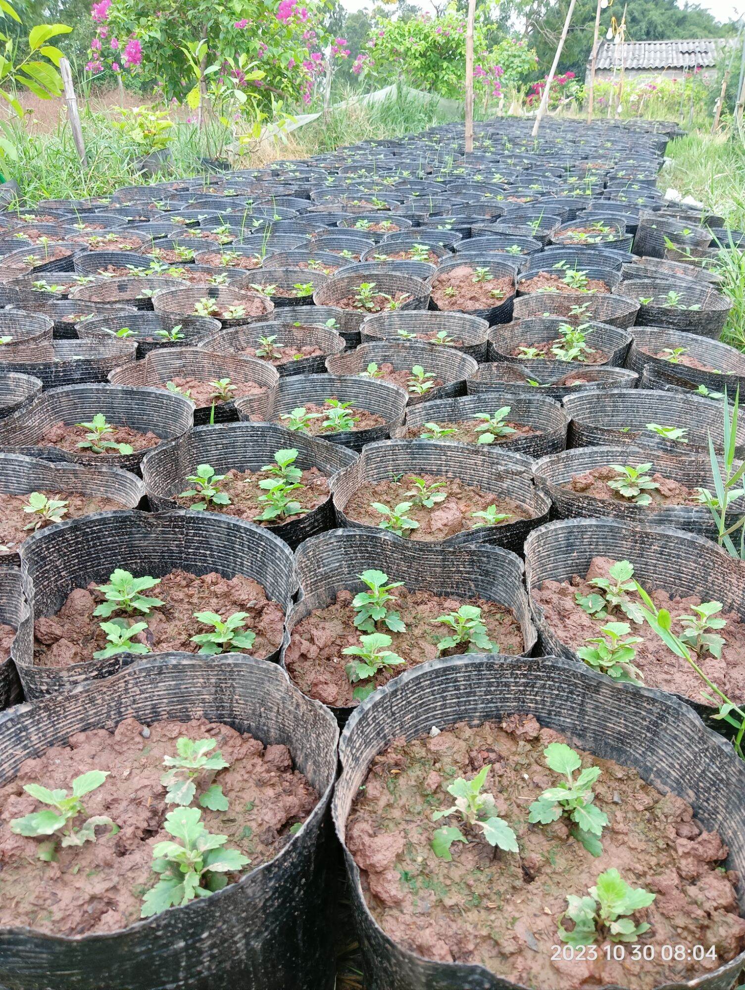 cây giống sam núi