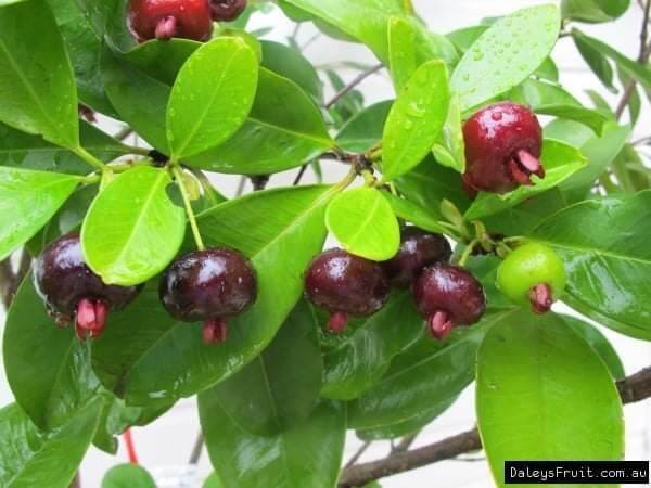 cây cherry Brazil chịu nhiệt