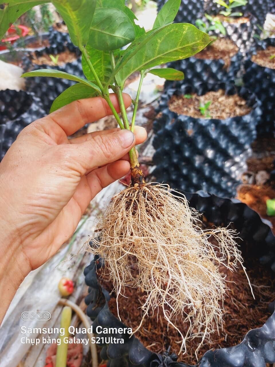 Siêu kích rễ