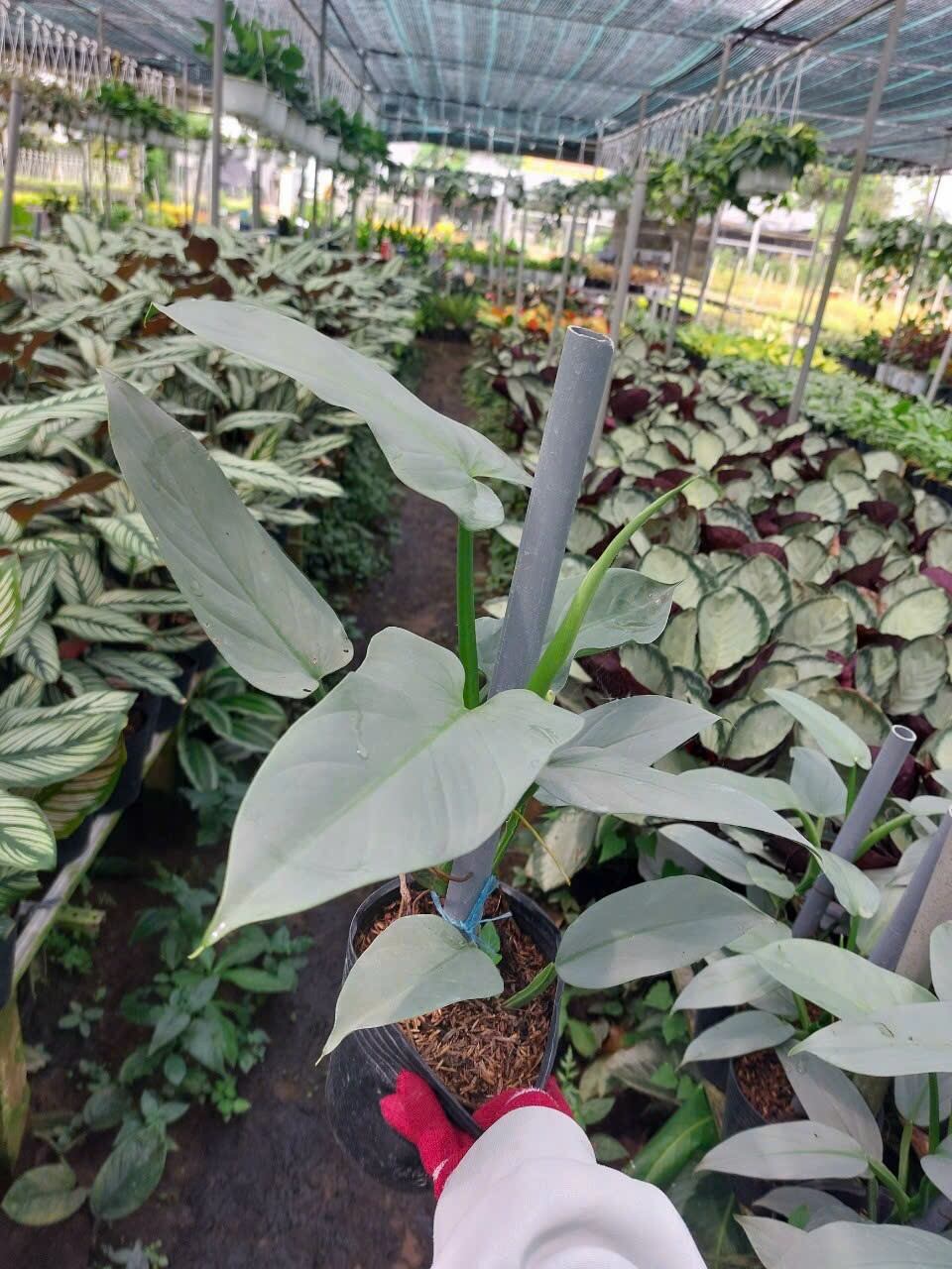 Cây trầu leo kiếm bạc - Philodendron hastatum