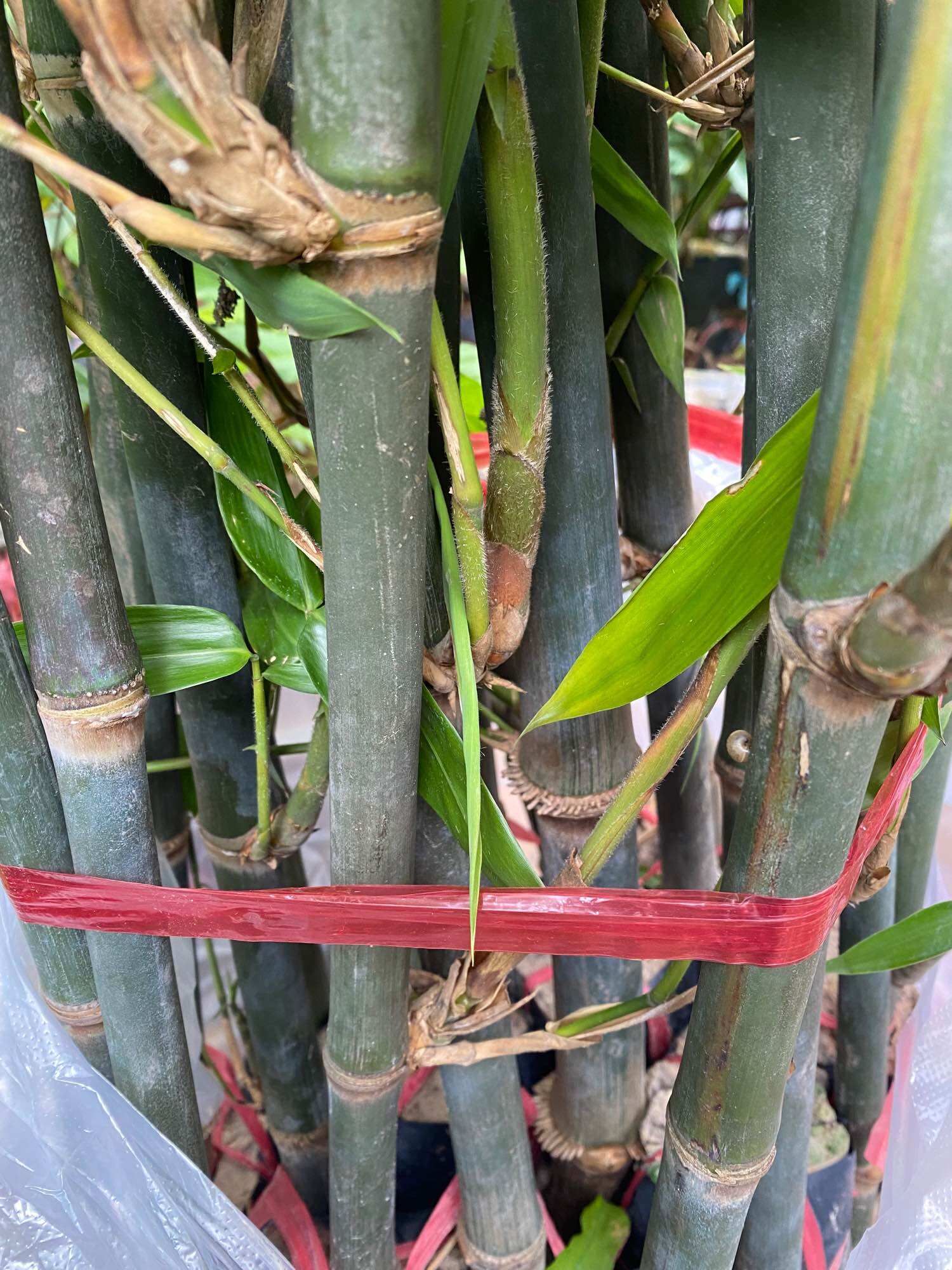 Cây Tre Tứ Quý cây giống