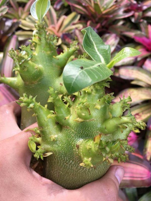 Gói 10 hạt giống hoa sứ Kim tự tháp