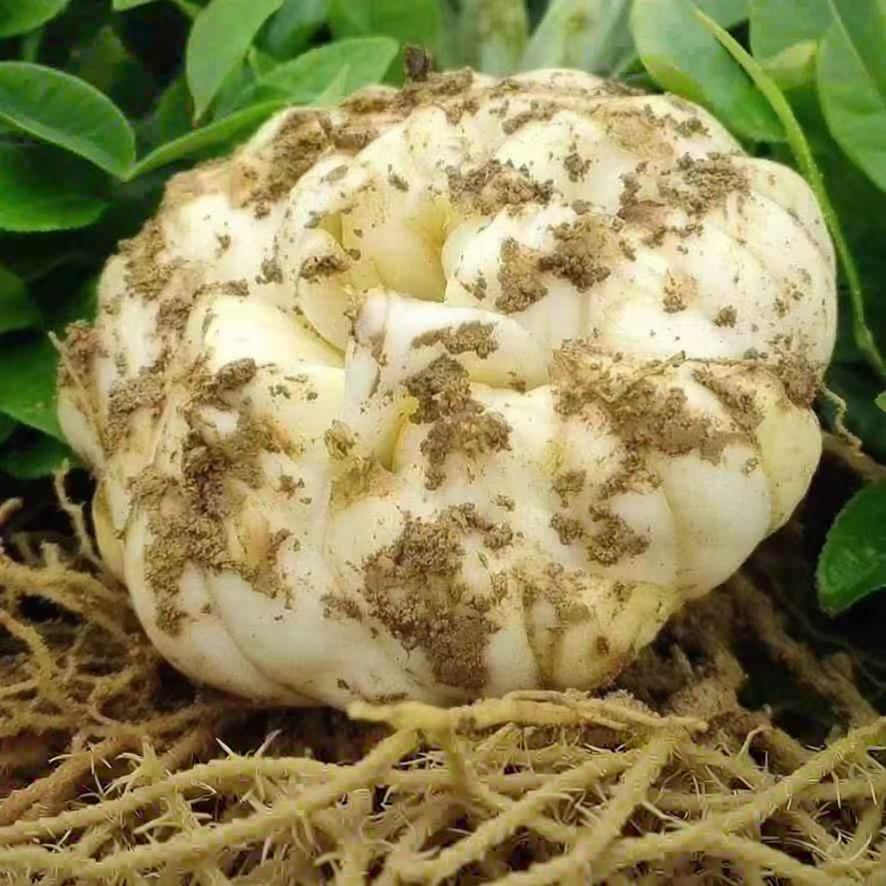 Củ Hoa Lily Đặc Sản Nơi Đất Nước