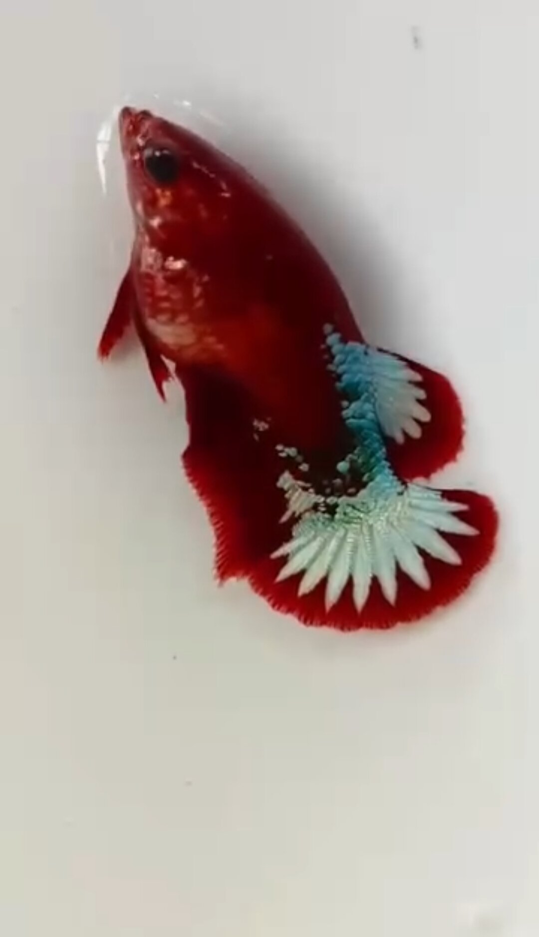 1 mái betta red fccp đẹp chuẩn giống căng trứng ép liền