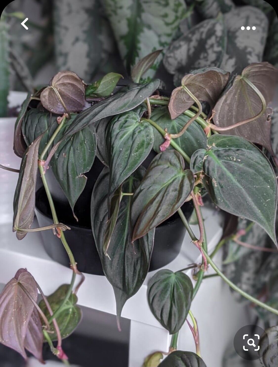 <GIÁ RẺ>Trầu bà Mican (MICAN PHILODENDRON