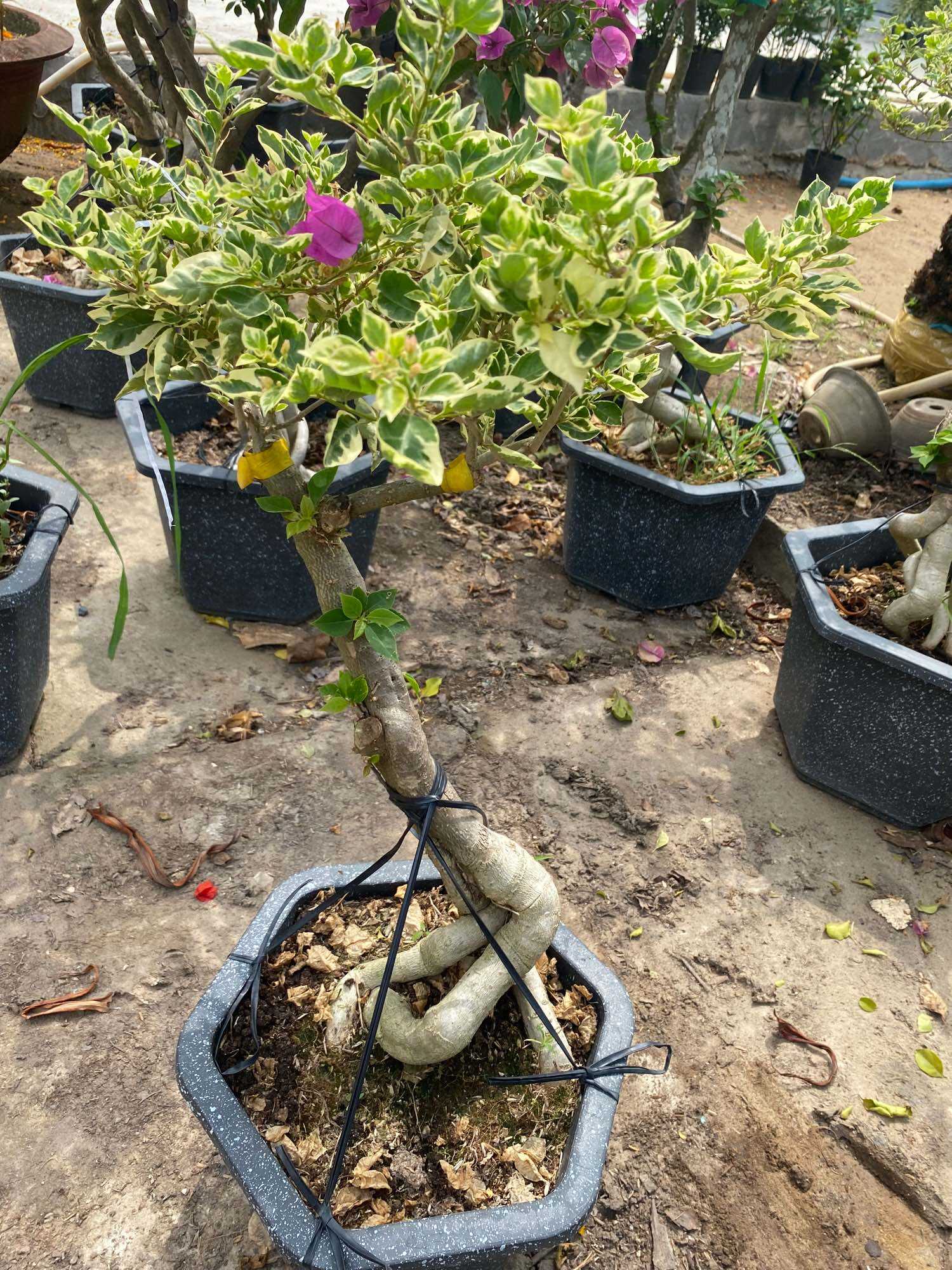 Cây hoa giấy lá cẩm thạch lớn