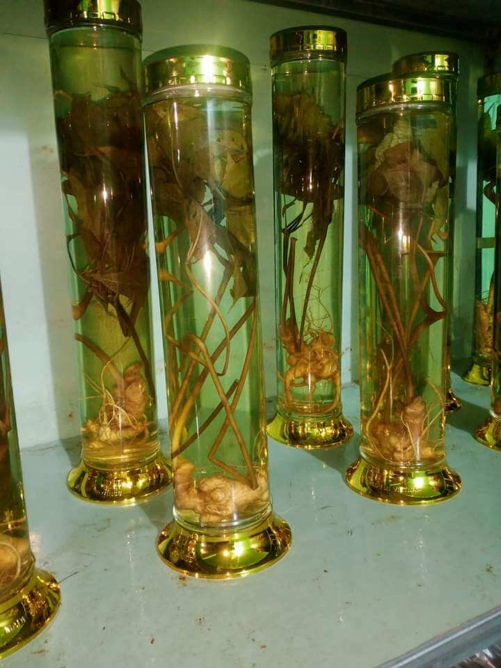 rượu sâm ngọc linh bình 1,8 lít
