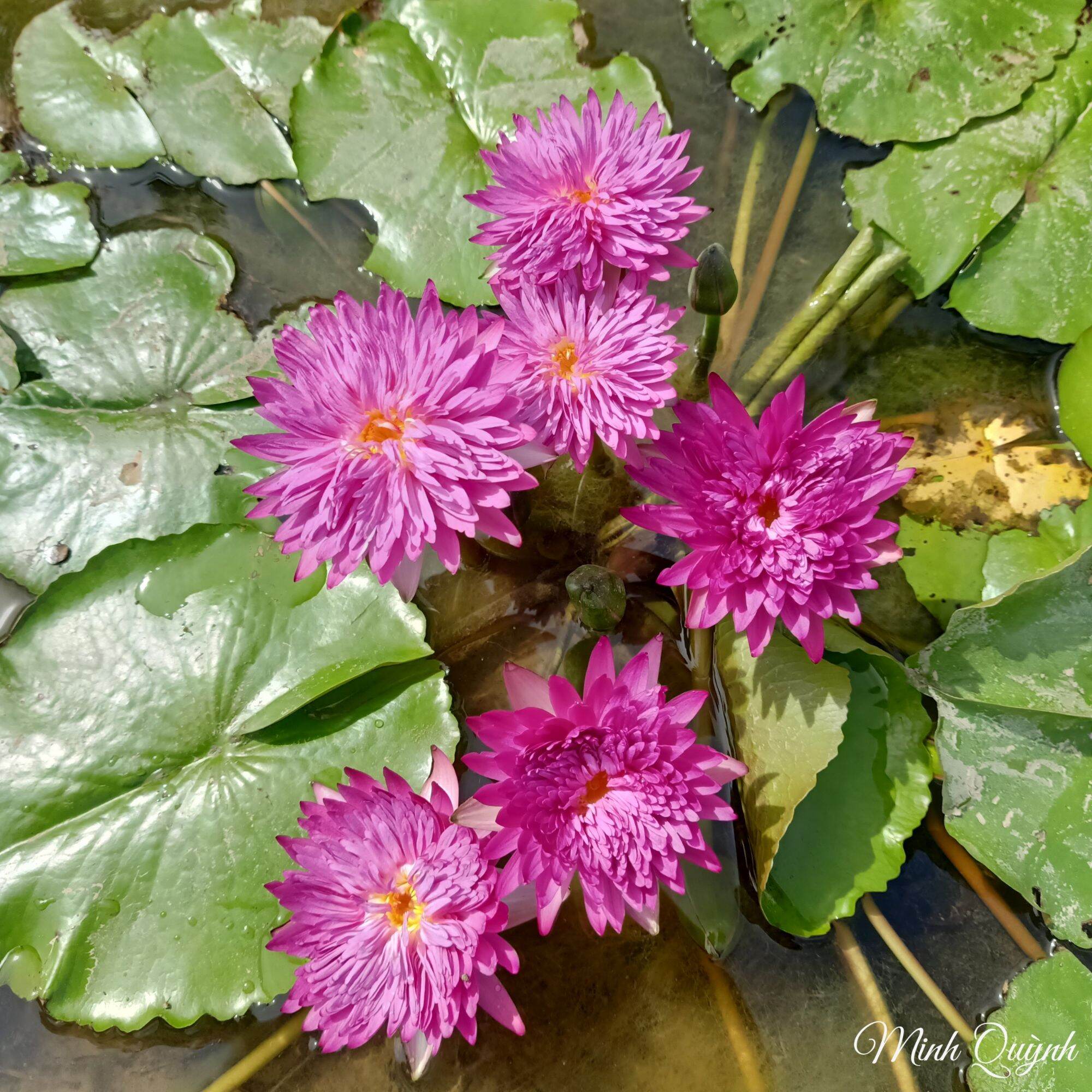 Hoa súng Thái Khaohinson (chỉ giao miền Nam)