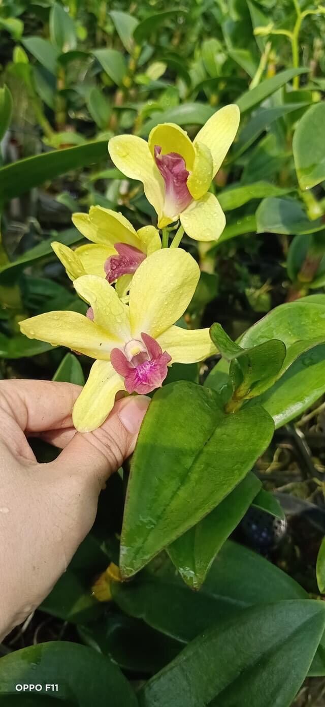 Hoa Lan Dendro vàng lưỡi đỏ cây trưởng thành