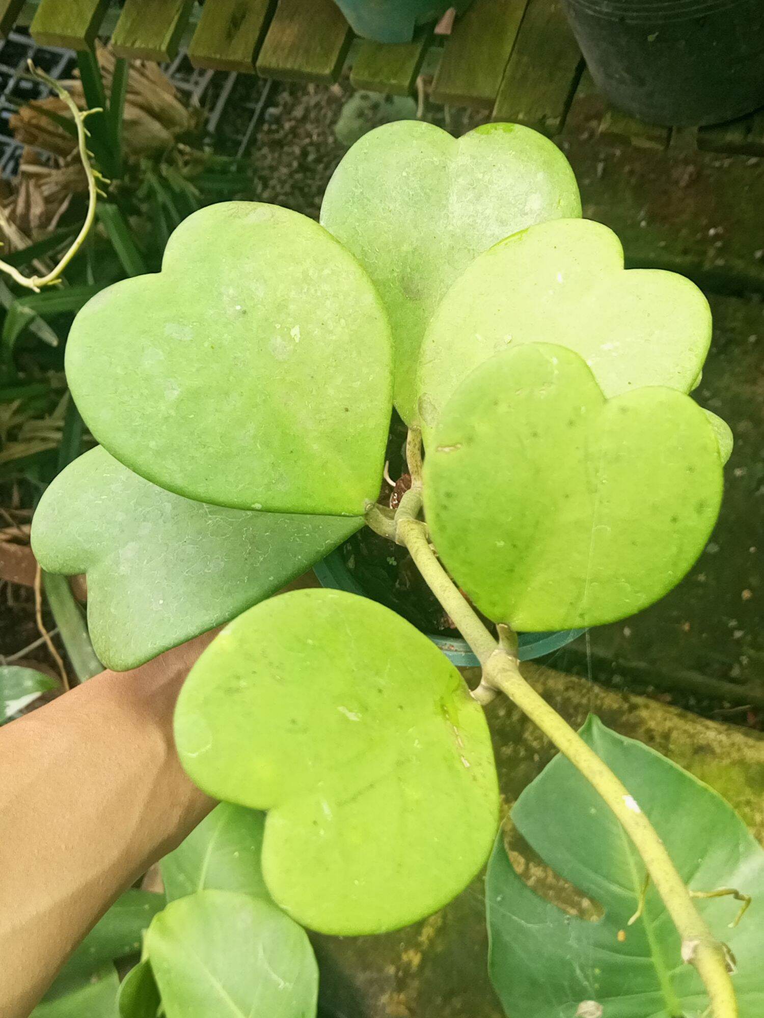 Cẩm cù lá tim Kerri