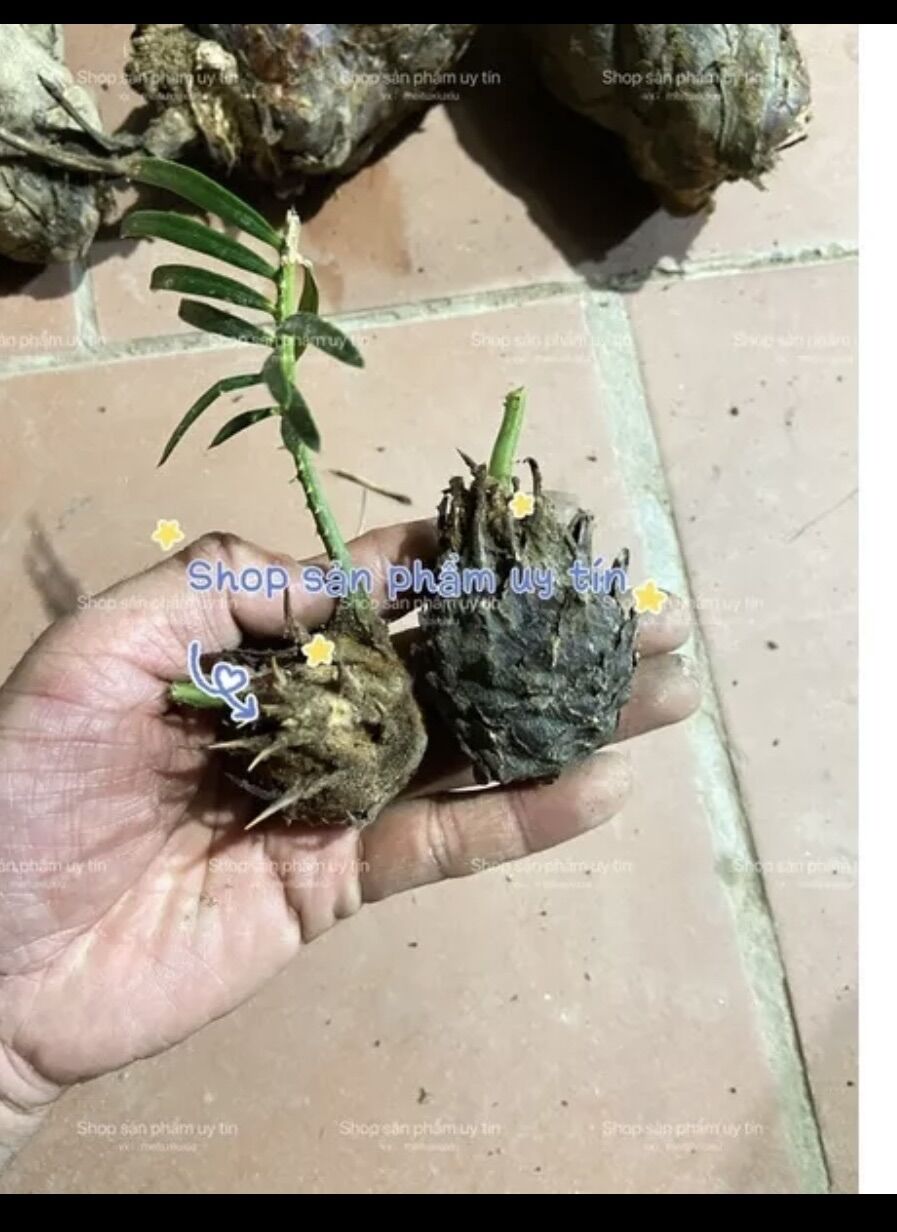 Vạn tuế trồng kiểng ( củ giống)