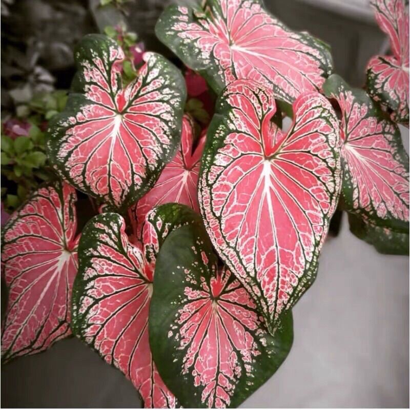 Cây môn thiên nga hồng caladium củ to