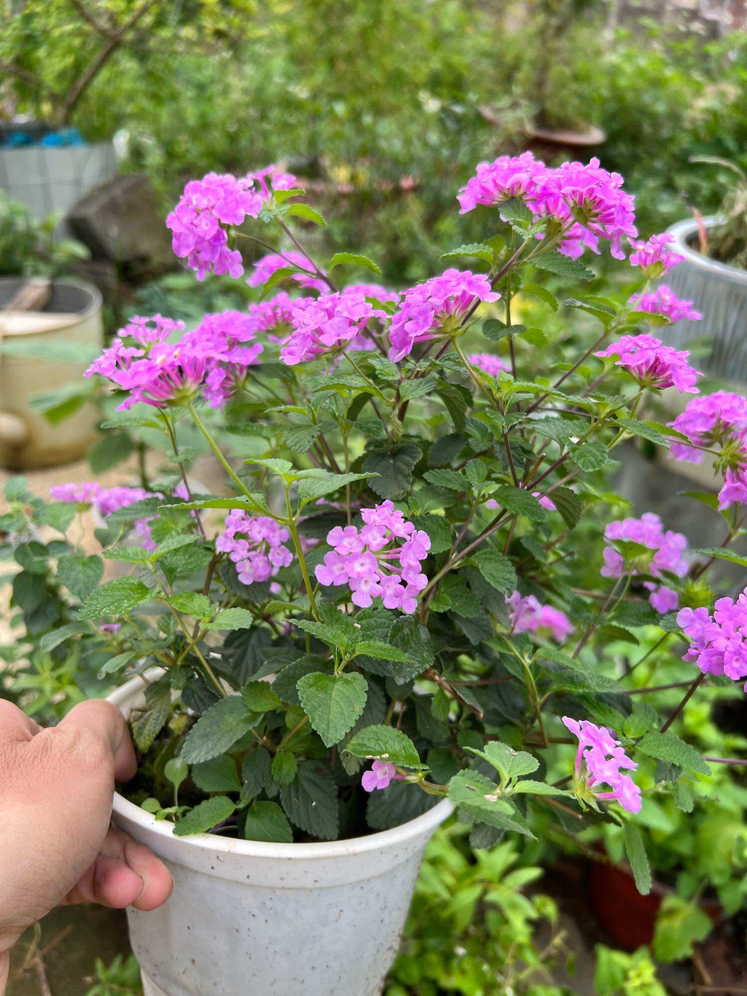 Cây hoa ngũ sắc tím