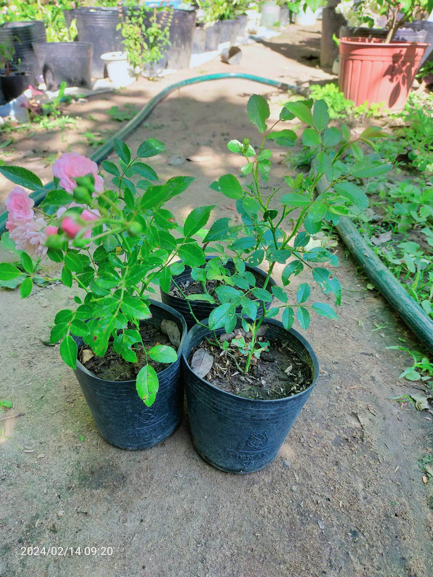 combos 3 chậu hồng 3 loại giống