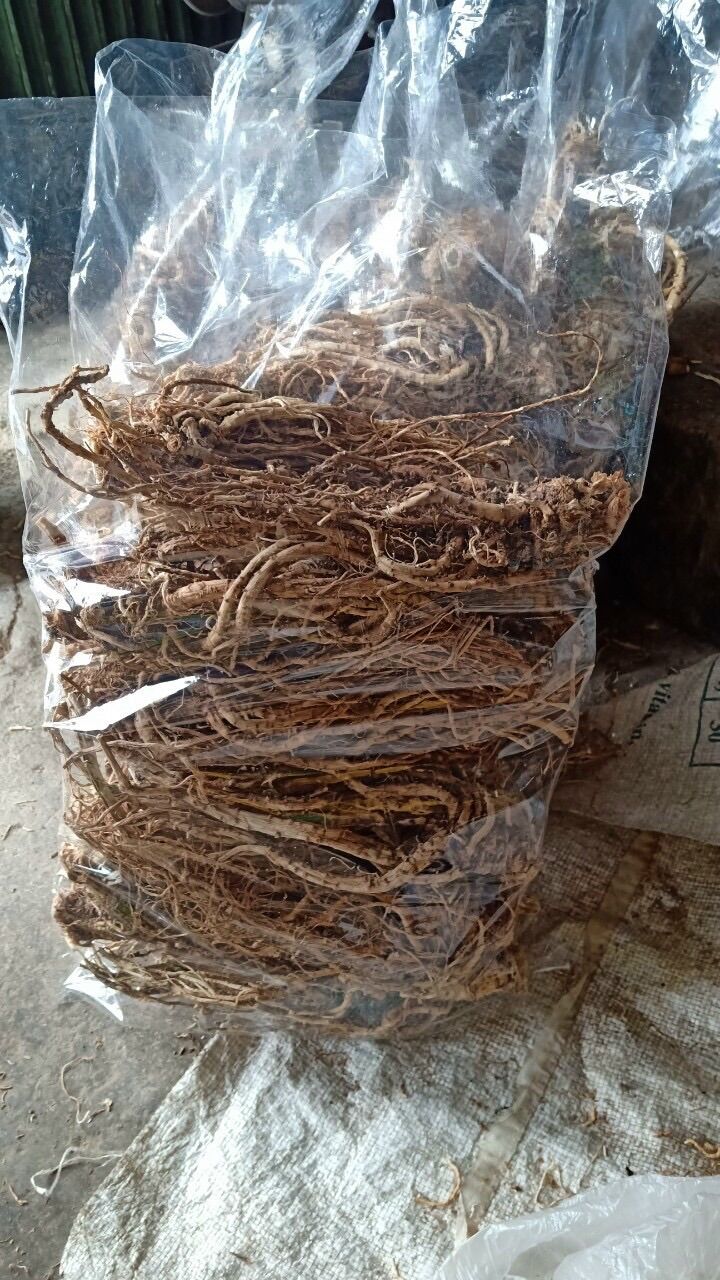 Sâm đương quy khô ( 200k/kg)