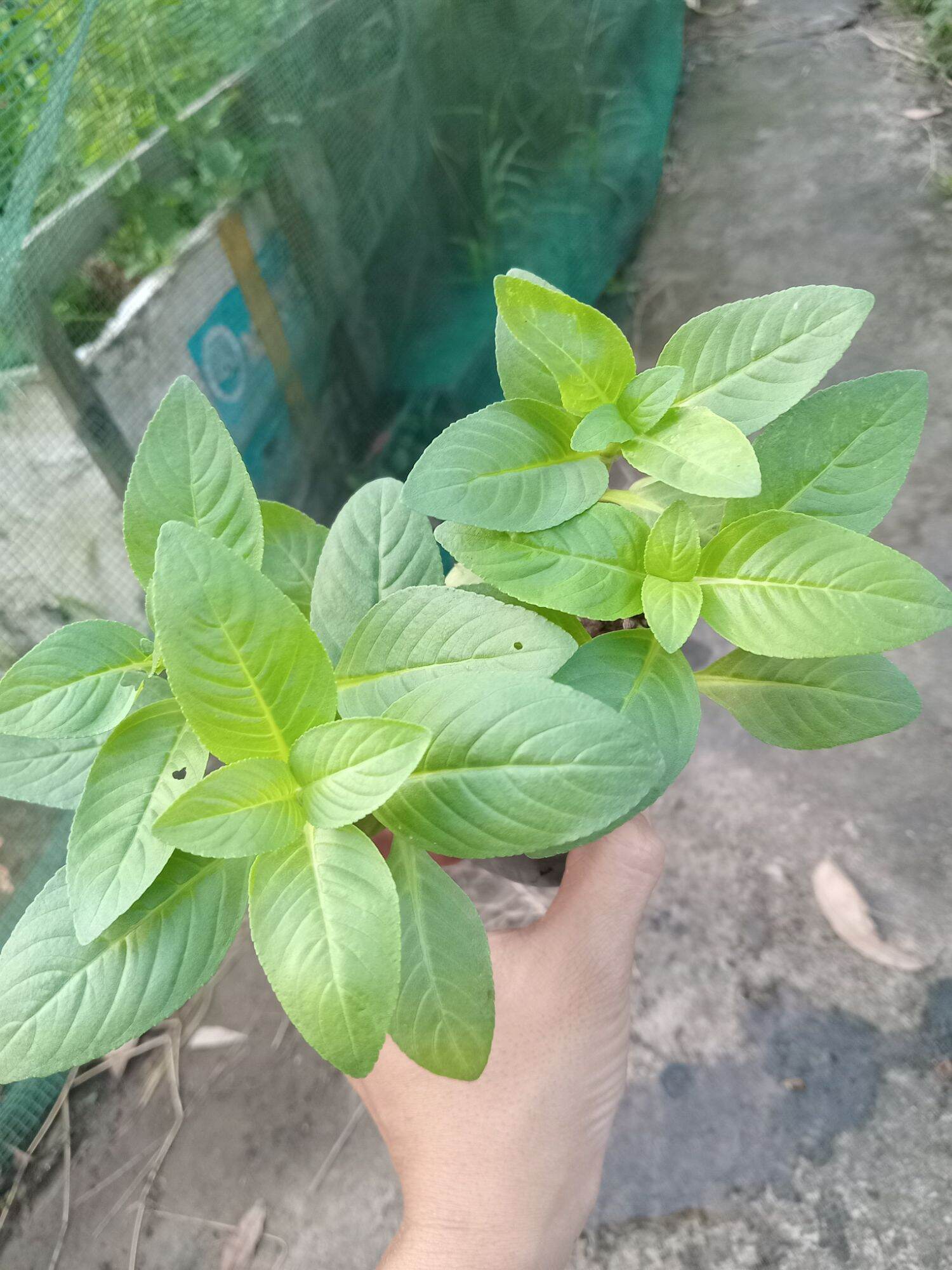 Cây rau quế vị, quế nước, xá xị ( ảnh thật tại vườn)
