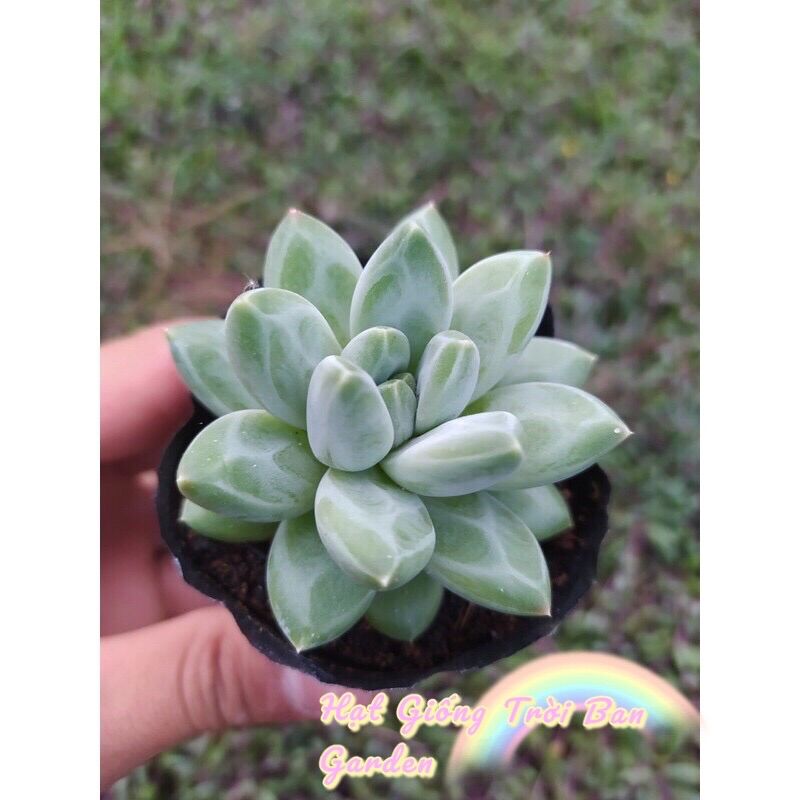 Sen đá kim cương trắng đà lạt hư 1 đổi 1 ❄️ siêu cute