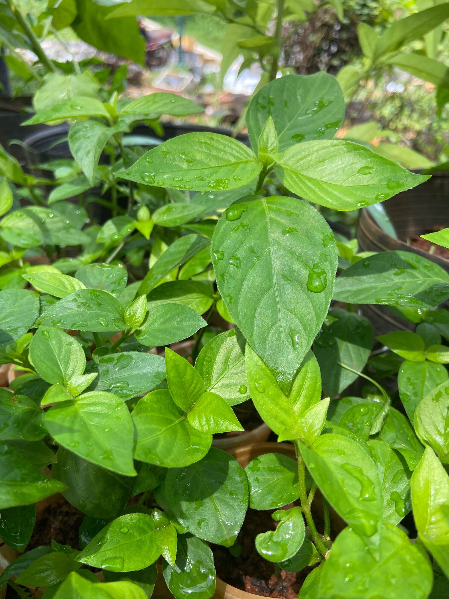 Combo 10cây lá cẩm