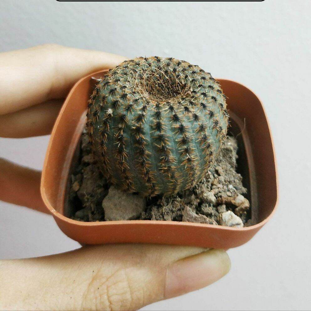 Xương rồng chuột mỹ