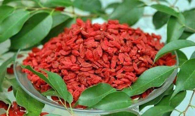 KỈ TỬ ĐỎ(CÂU KỈ TỬ) 500G