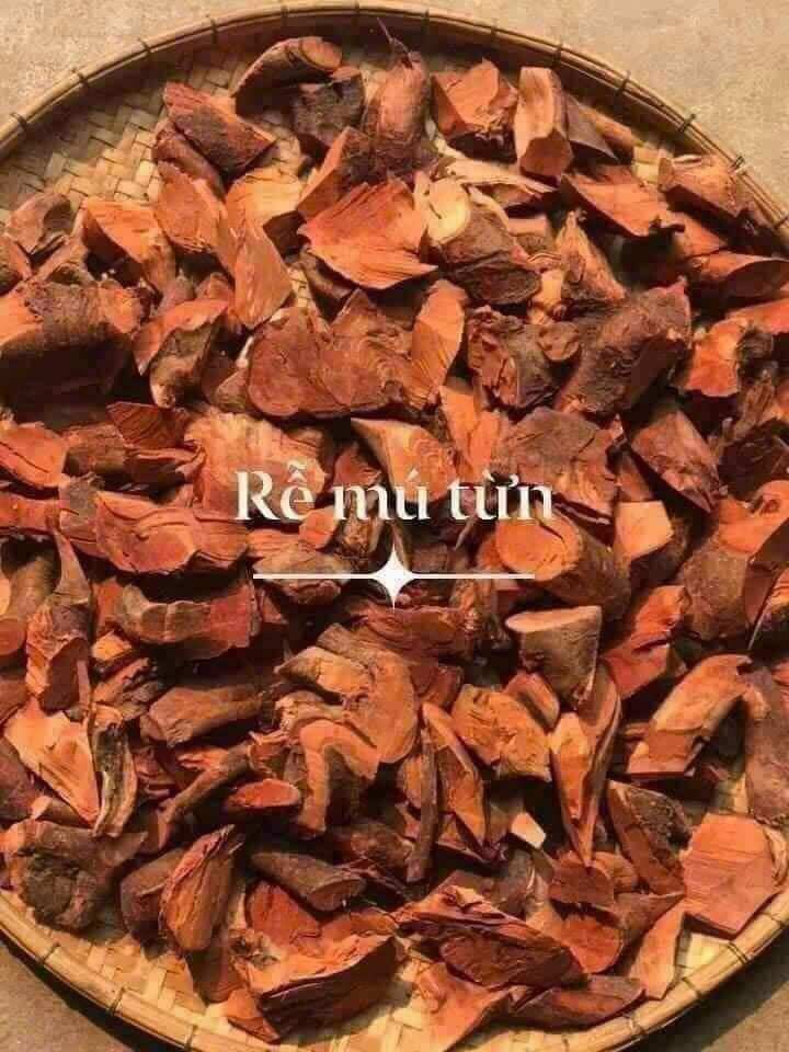 rễ cây mú từn tươi