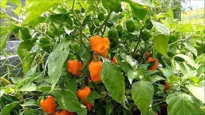 Hạt  Ớt  cam siêu cay Habanero 10  Hạt