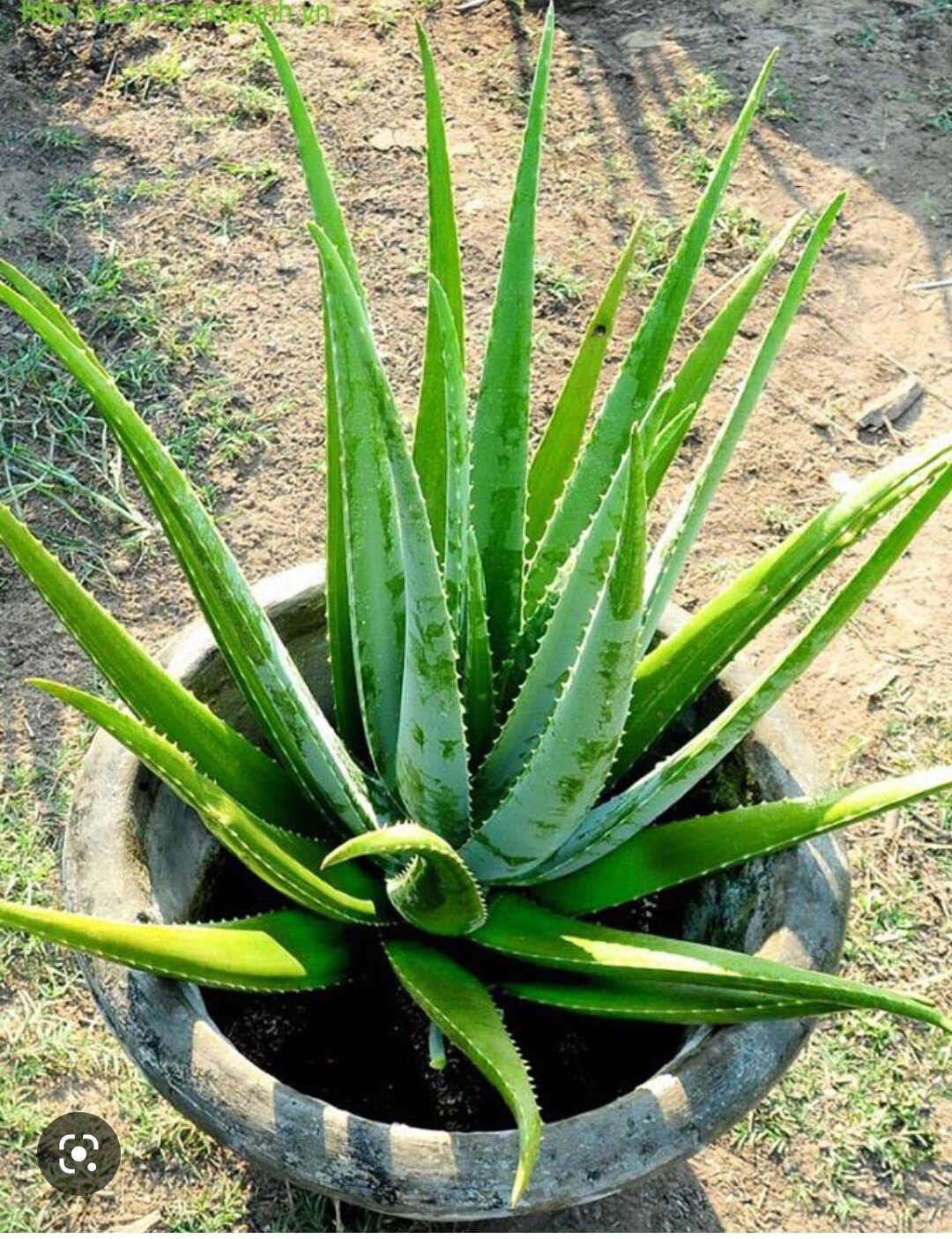 nha đam giống 5 cây