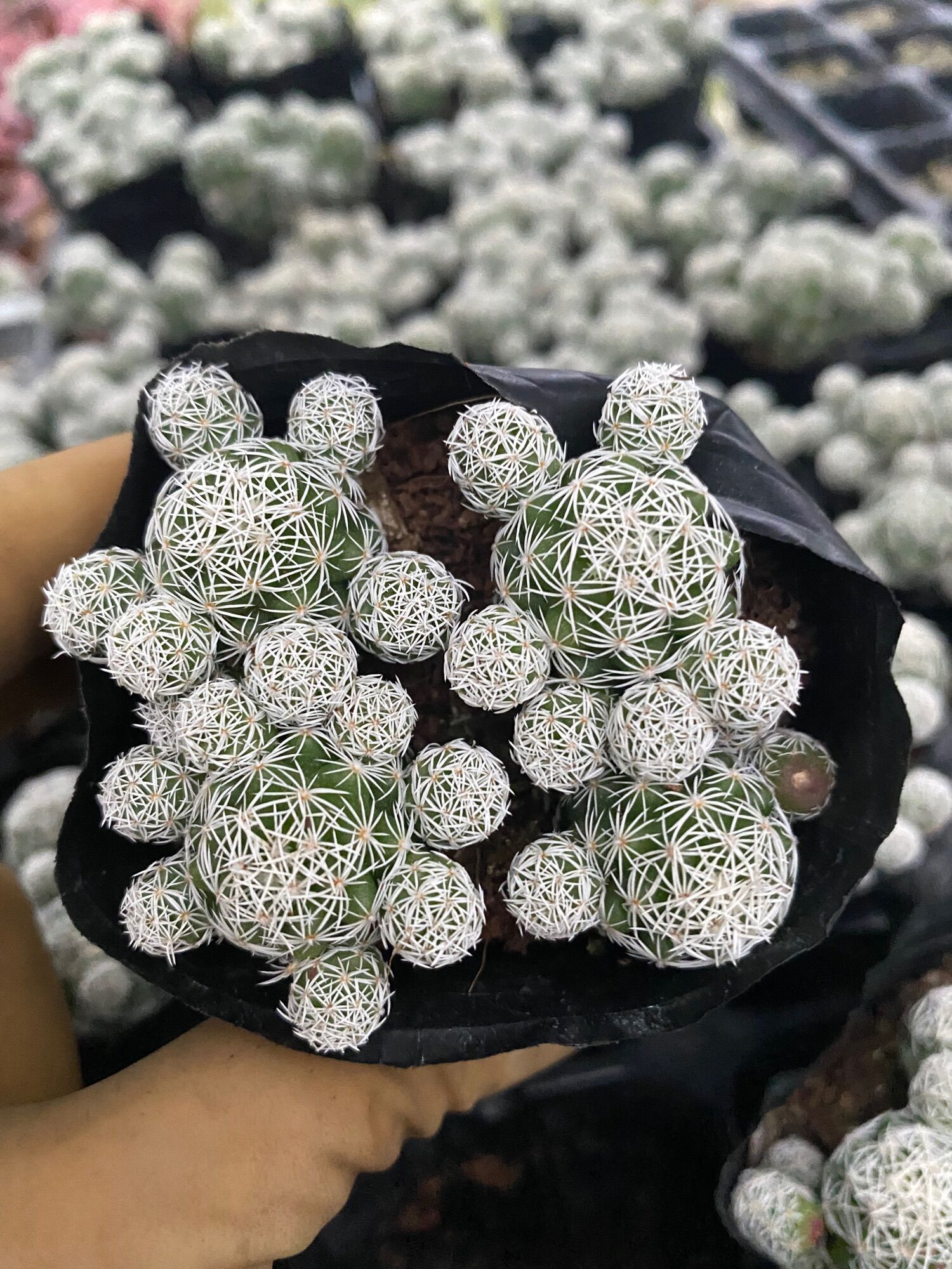 Cây xương rồng trứng chim bầu 3-4 cây