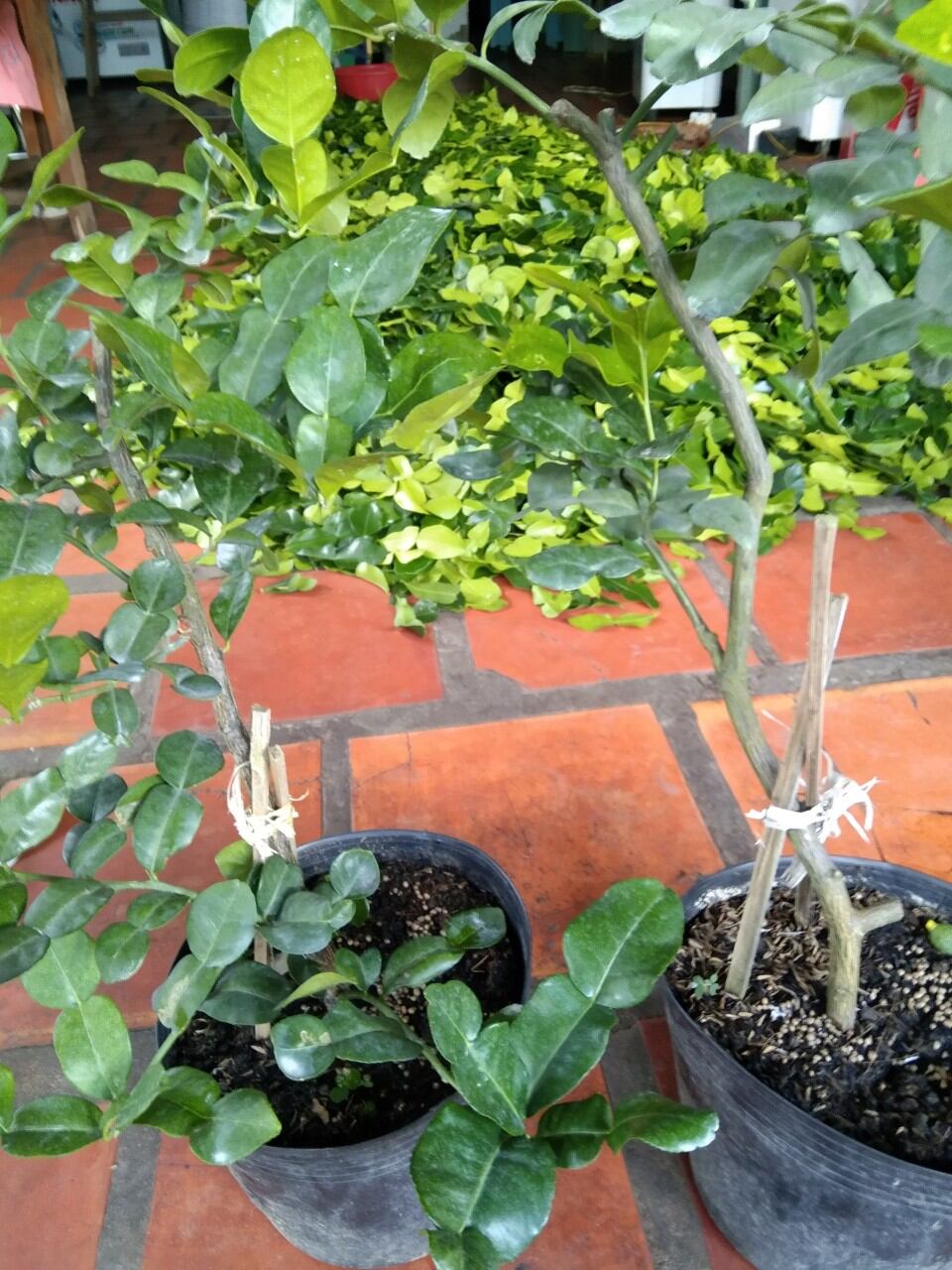 Cây Chúc ( Chanh Thái ) - Chiết Nhánh - Đặc sản An Giang ( Cây chanh Thái lá số 8)