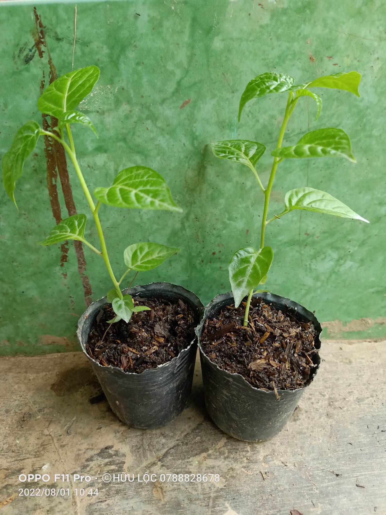 Cây Ớt Pêru Cây Giống Ớt Đắc Nhất Thế Giới