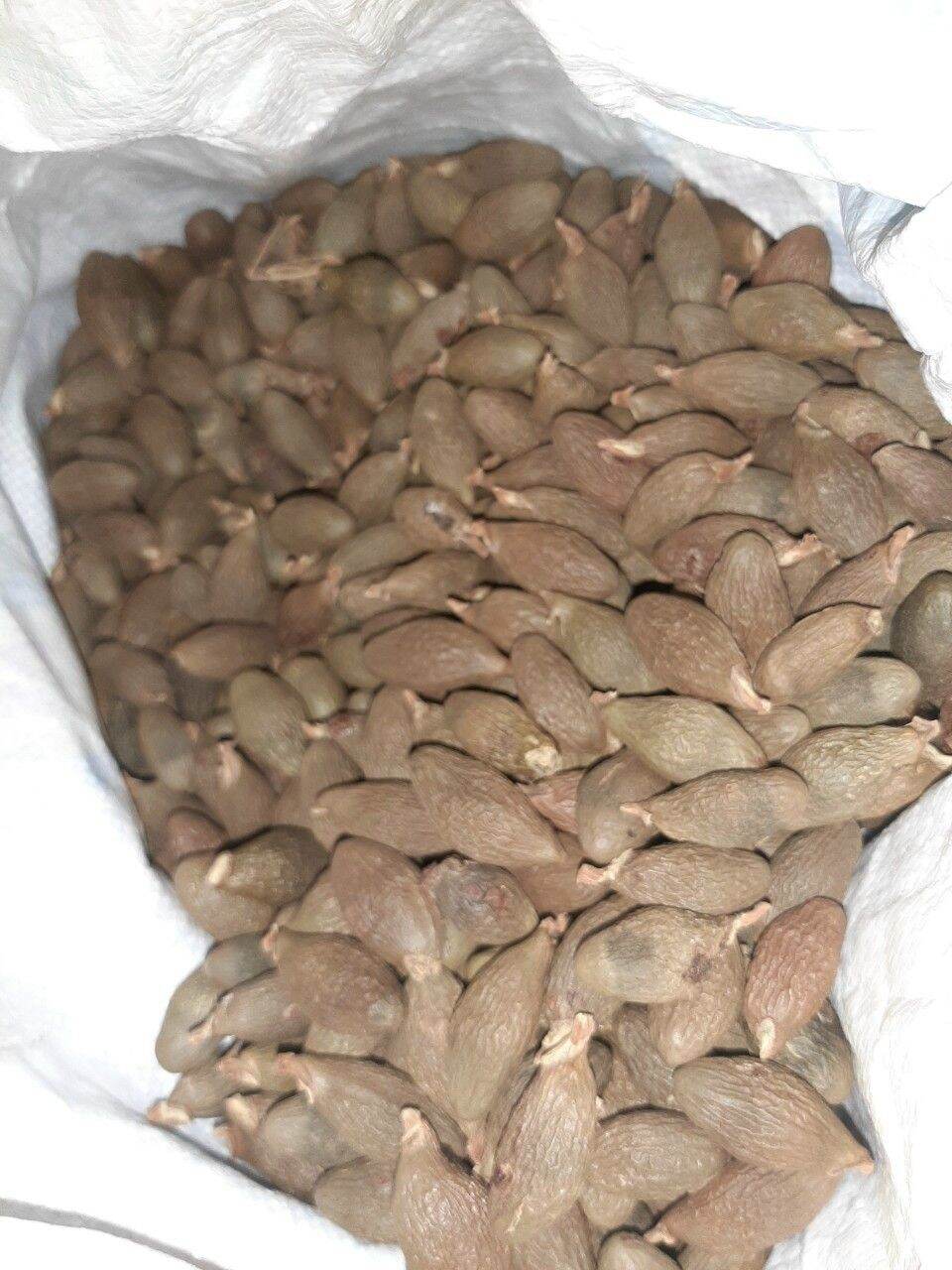 1kg Hạt đười ươi bay loại to cam kết nở nhiều