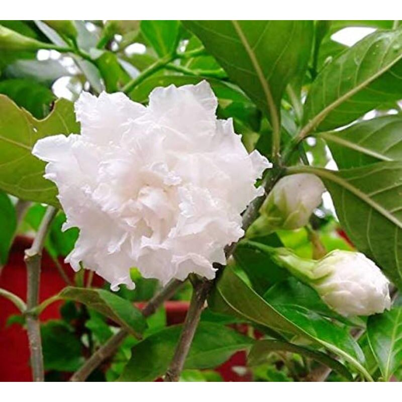 Lài tuyết ( Crepe Jasmine)
