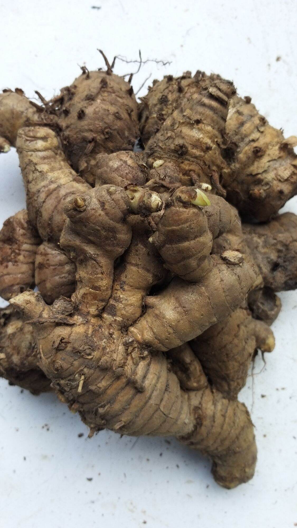củ nghệ đen tươi 1kg