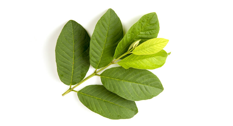 500g lá ổi tươi hỗ trợ giảm cân,