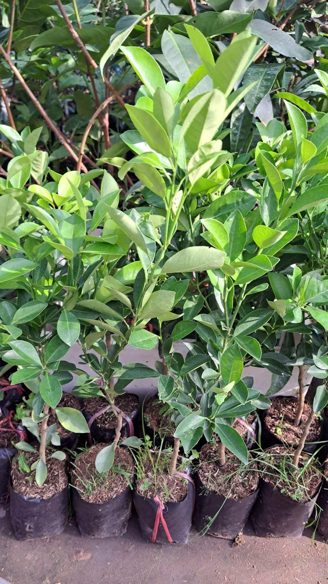 CÂY Giống Tắt không hạt. chuẩn giống