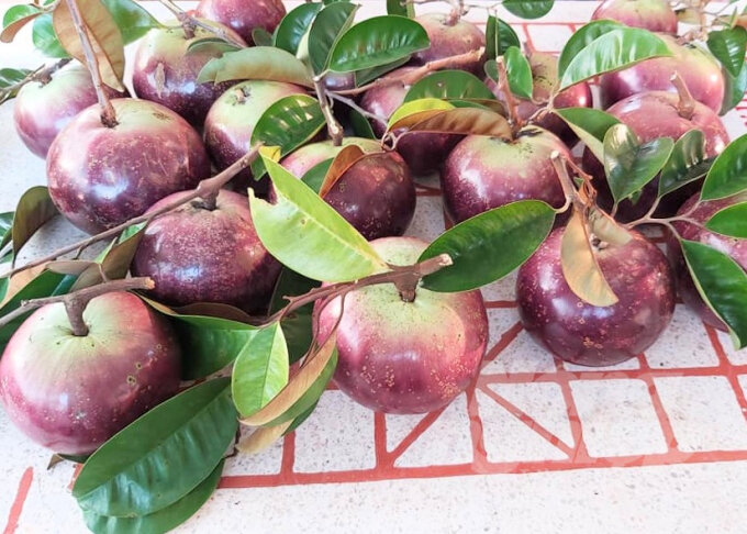 Cây giống vú sữa mica
