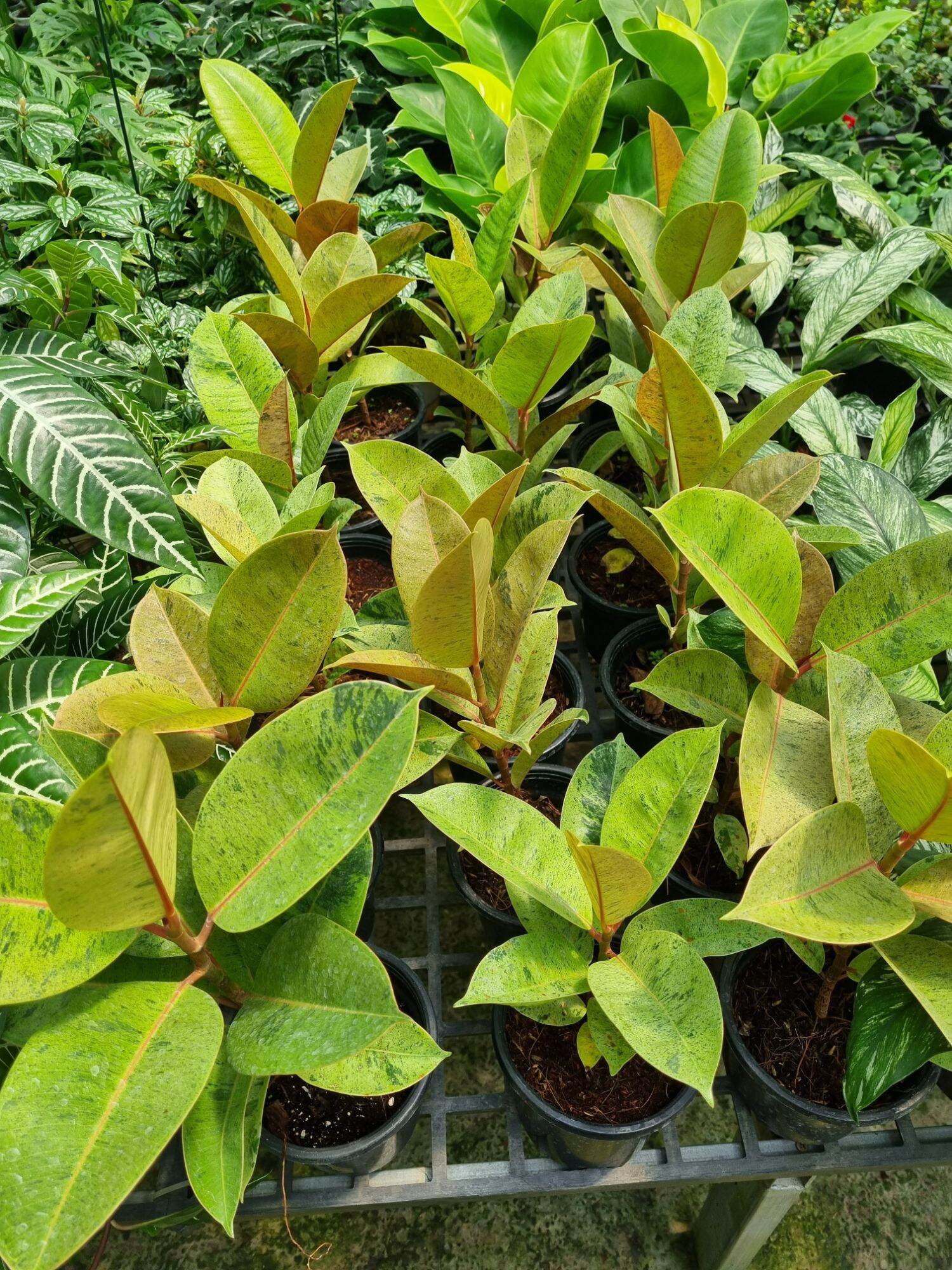 ficus elastica shivereana - Đa shivereana