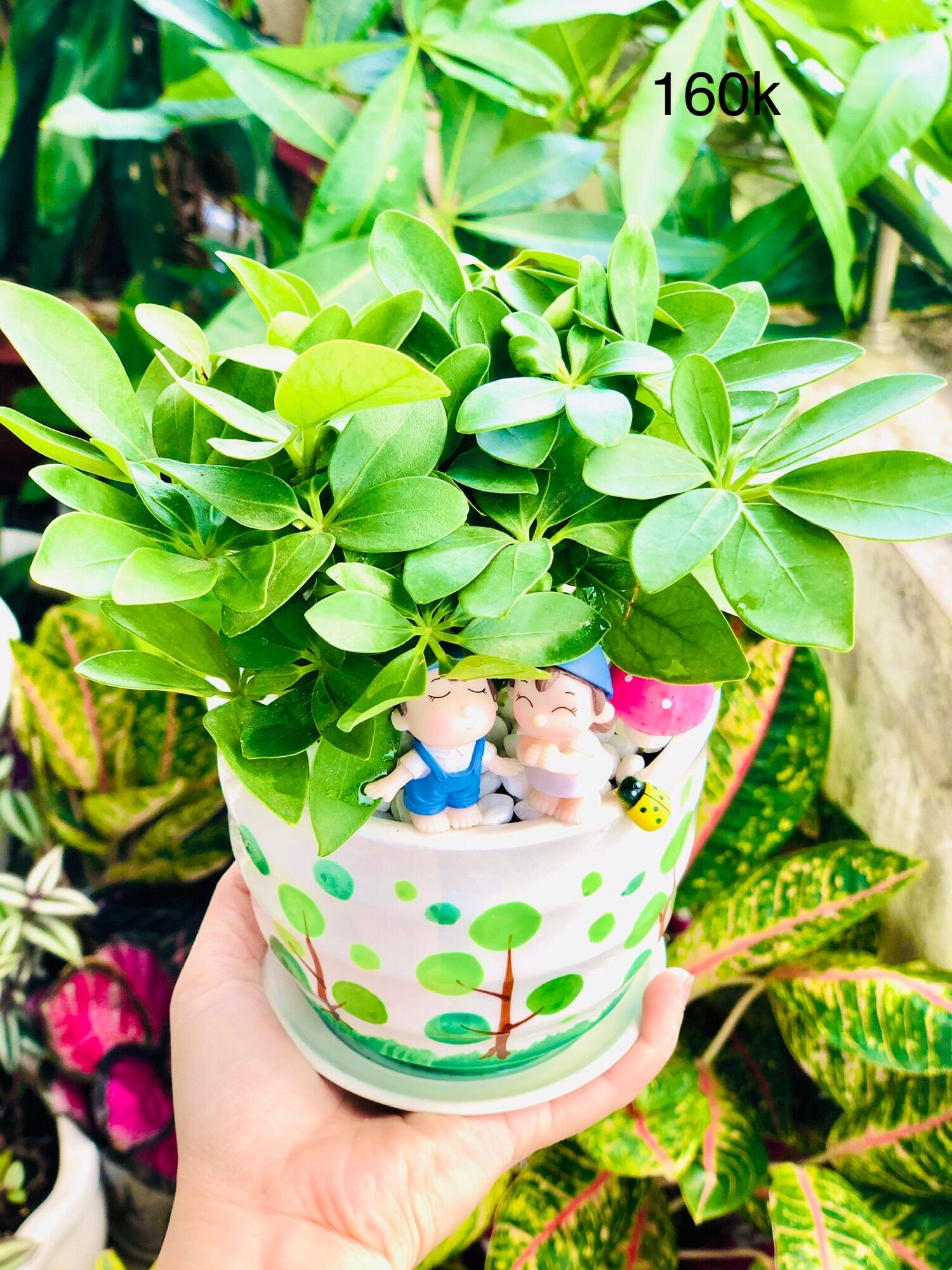 Chậu tiểu cảnh ngũ gia bì xanh