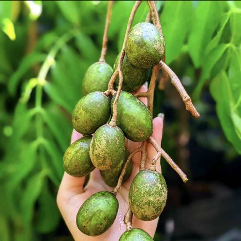 Cây cóc giống Thái
