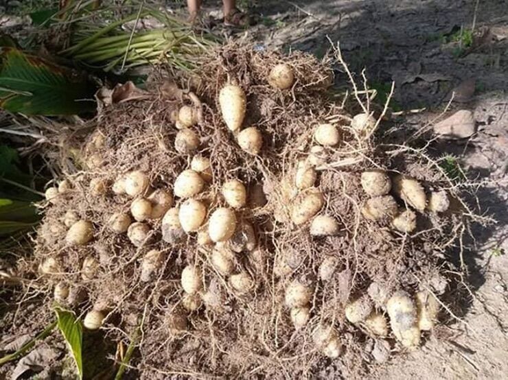 Cùi củ lùn 1kg