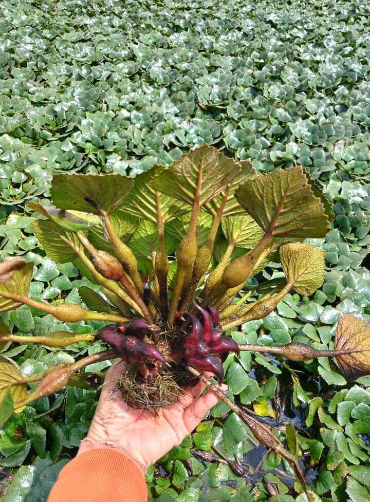 1 kg củ ấu còn sống về khách tự luộc