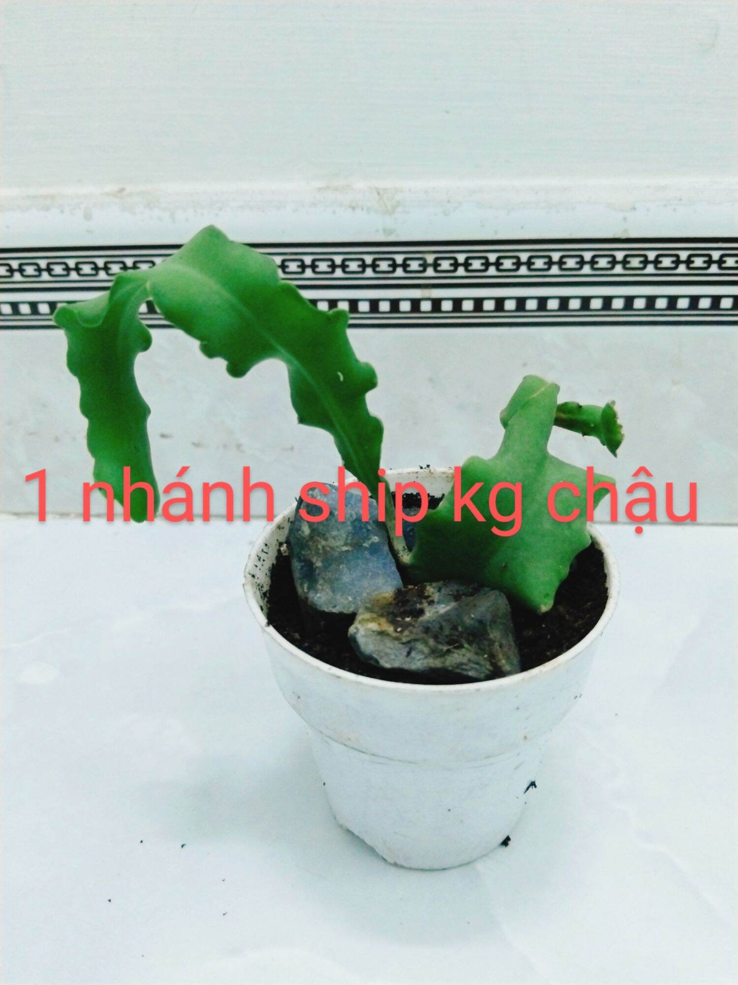 Cây Quỳnh lá xoắn hoa trắng