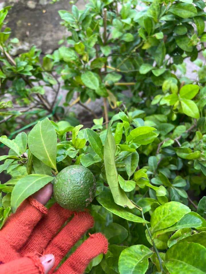 cây chanh tứ quý sieu trái